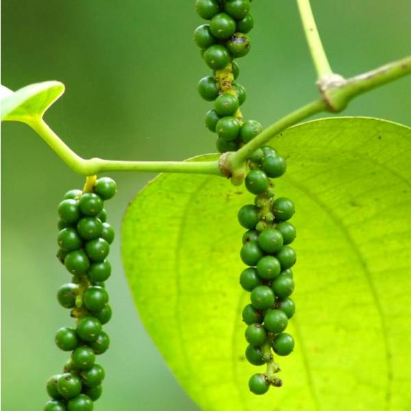 Piper Nigrum Seeds ( Pepper plant seeds)