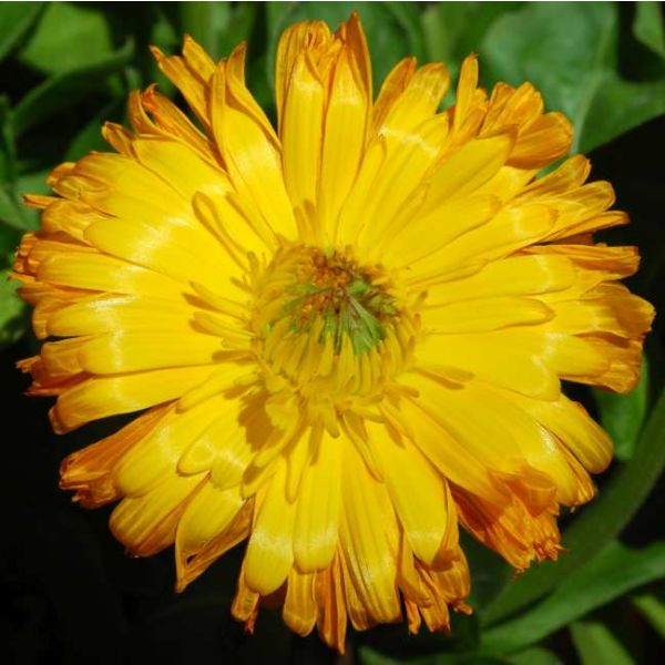 Pot Marigold Seeds (Calendula Officinalis)