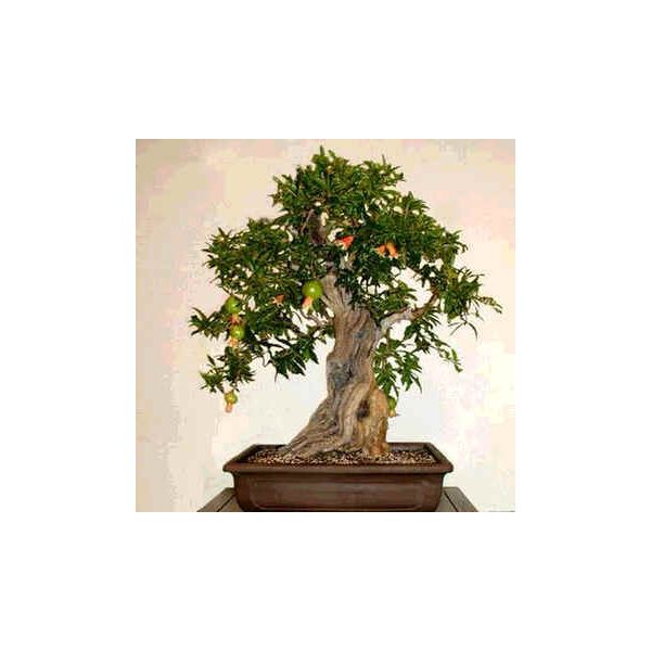 Punica Granatum Nana Seeds (Dwarf Pomegranate Seeds)