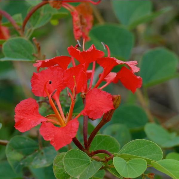 Bauhinia Galpinii Seeds (Red Orchid Tree Seeds)