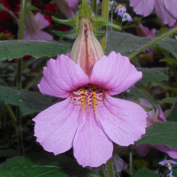Rehmannia Elata Seeds (Chinese Foxglove Seeds)