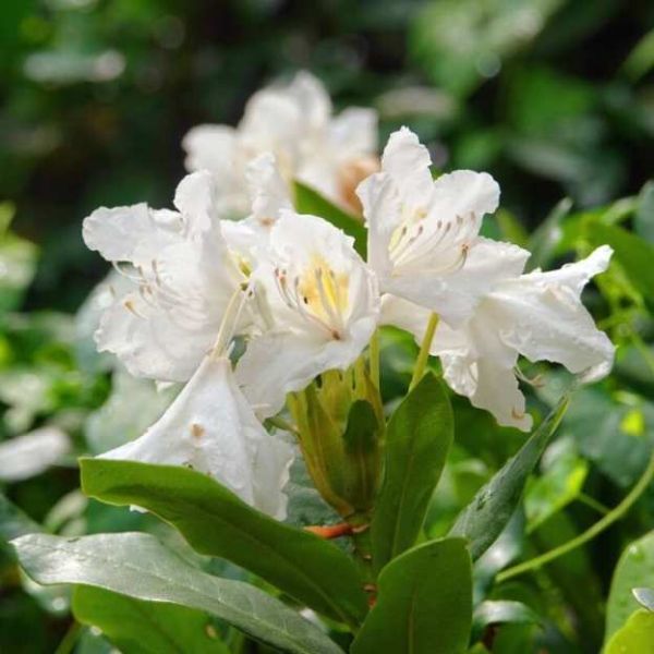 Rosebay Rhododendron, Great Laurel Seeds (Rhododendron Maximum)