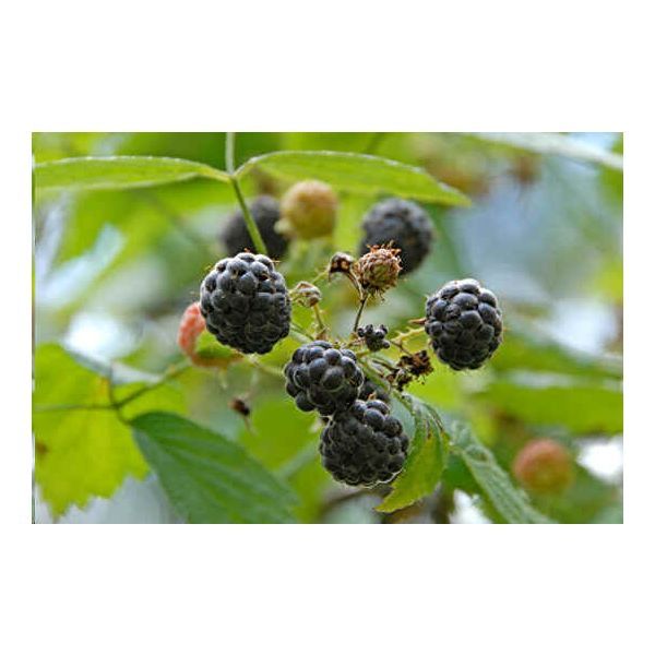 Rubus Leucodermis Seeds (Blackcap Raspberry Seeds, Western Raspberry)