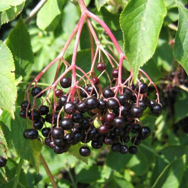 Sambucus Nigra Seeds (Elderberry Seeds)
