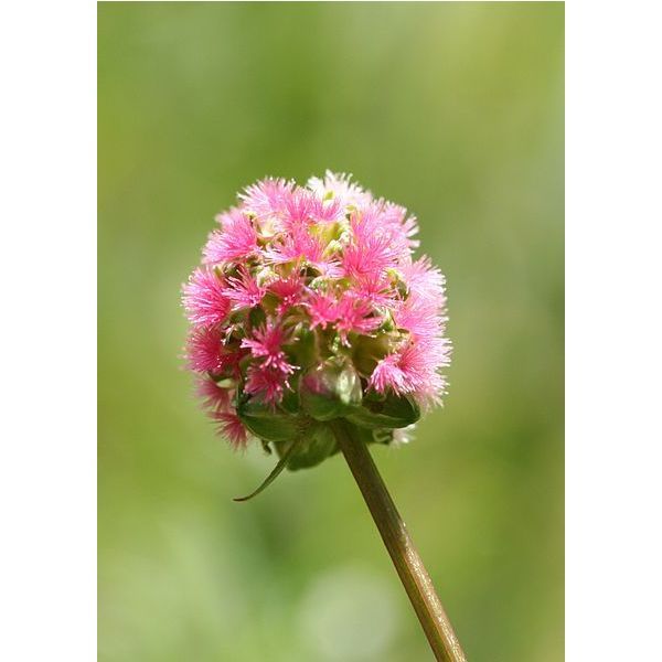 Sanguisorba minor Seeds (Salad burnet Seeds, Garden burnet Seeds)
