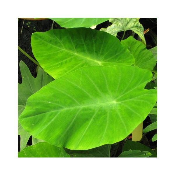 Silver Leaf Elephant Ear Seeds (Colocasia fallax)