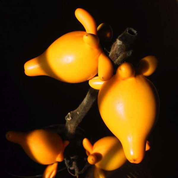 Solanum Mammosum Seeds (Nipple Fruit)