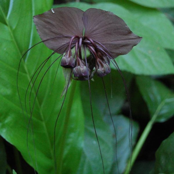 Tacca Chantrieri Seeds (Black Bat Flower Seeds, Cat's Wiskers Seeds)
