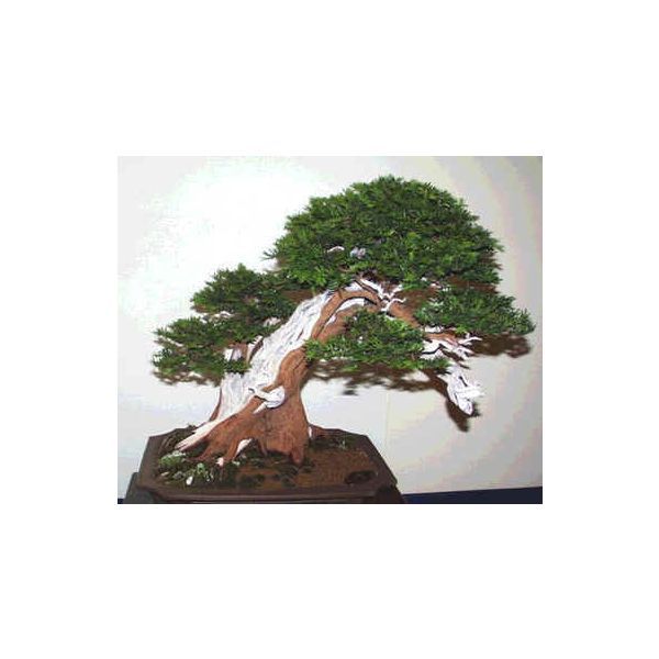 Taxus Baccata Seeds (English Yew Seeds)