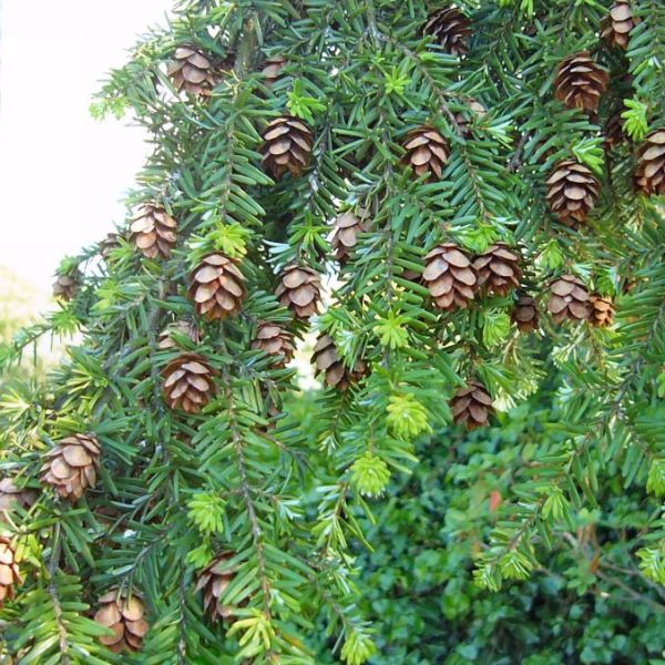 Tsuga Heterophylla Seeds (Western Hemlock Seeds)