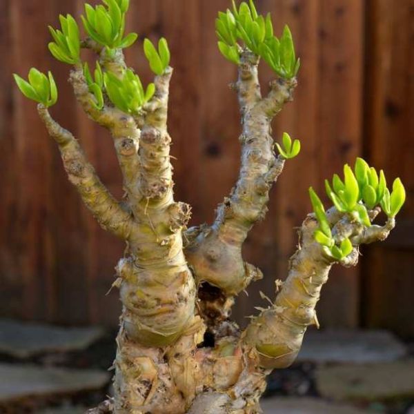 Tylecodon Paniculatus Seeds (Butter Tree)