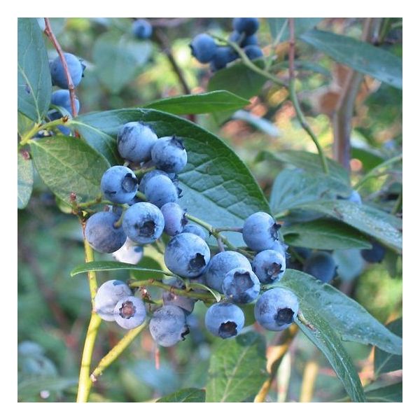 Wild Lowbush Blueberry (Vaccinium angustifolium)