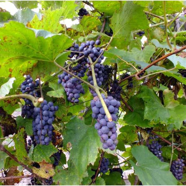 Vitis Amurensis Seeds (Amur Grape Seeds)